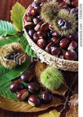 Sweet chestnuts Sweet chestnuts 33886209