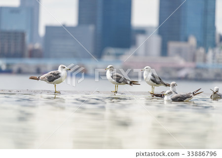 海鷗 33886796