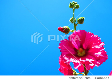 Tatiaoi of Urban Agricultural Park Tatiaoi of Urban Agricultural Park 33886853