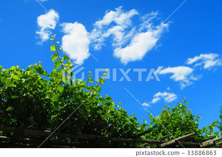 Landscape of grapevine and blue sky in urban agriculture park Landscape of grapevine and blue sky in urban agriculture park 33886863
