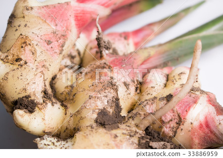 Hagyu with mud 33886959