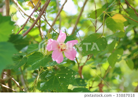 Fuyo flowers Fuyo flowers 33887018