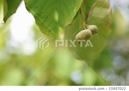 Hakuunboku的果實 Hakuunboku的果實 33887022