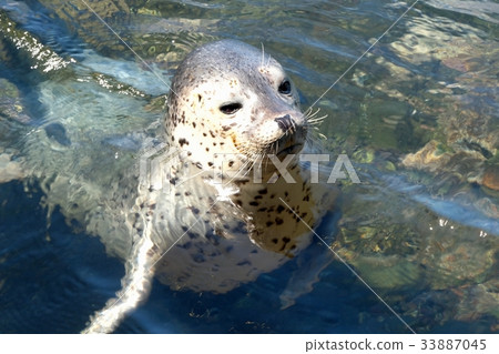 Seal of Senho Shimomisaki Park Kamui Coast Park (Hokkaido Rishiri Island) Seal of Senho Shimomisaki Park Kamui Coast Park (Hokkaido Rishiri Island) 33887045