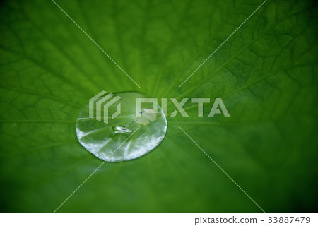 落在葉子的水滴在一個雨天 落在葉子的水滴在一個雨天 33887479