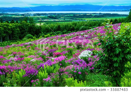 Abashiri Phlox Park（北海道網走市） 33887483