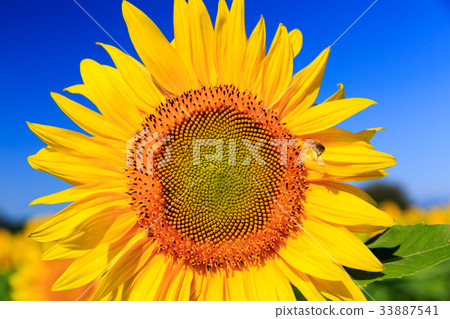 sunflower sunflower 33887541