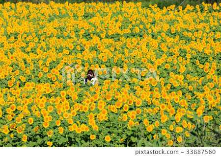 sunflower sunflower 33887560