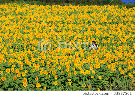 sunflower sunflower 33887561