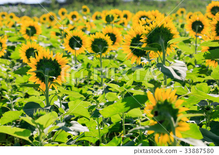 sunflower sunflower 33887580