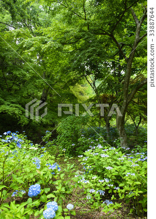 Hydrangea (Kobe City Forest Garden) 33887644
