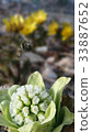 Spring has arrived Spring has arrived 33887652