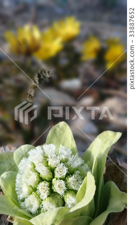 Spring has arrived Spring has arrived 33887652