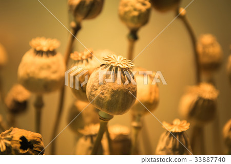 Opium poppy head, Plants for medicine or drugs 33887740