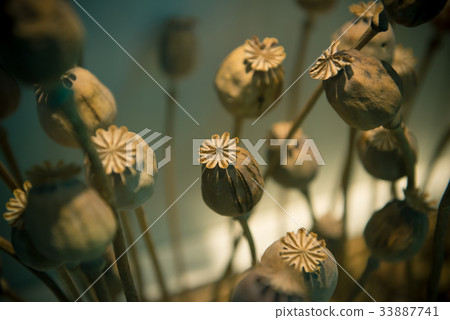 Opium poppy head, Plants for medicine or drugs 33887741