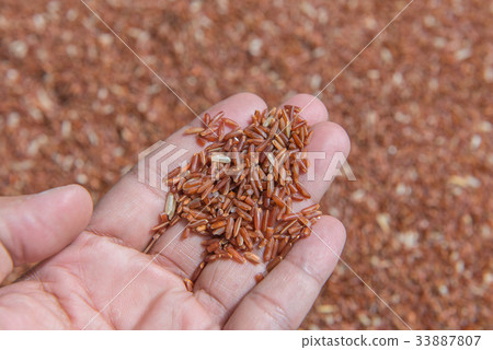 Riceberry rice or Thai black jasmine rice in hand 33887807