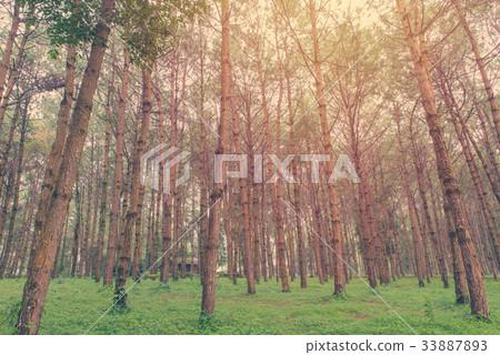 trunks of tall old trees in a pine forest trunks of tall old trees in a pine forest 33887893