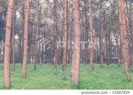 trunks of tall old trees in a pine forest trunks of tall old trees in a pine forest 33887894