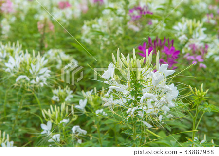 Cleome flower (Cleome hassleriana)or spider flower Cleome flower (Cleome hassleriana)or spider flower 33887938