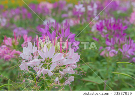 Cleome flower (Cleome hassleriana)or spider flower Cleome flower (Cleome hassleriana)or spider flower 33887939