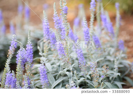 Tortillan flowers Tortillan flowers 33888093