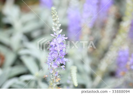 Tortillan flowers Tortillan flowers 33888094