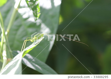 Satokudamakimodoki（女）01的幼蟲 33888295