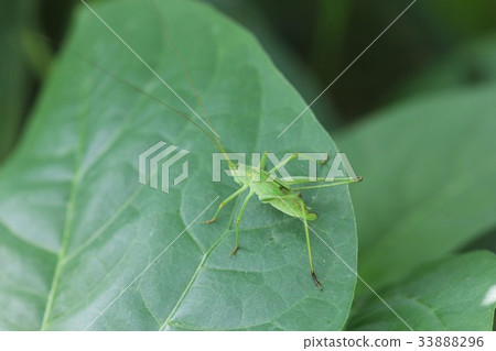 Larva of Satokudamakimodoki (female) 02 Larva of Satokudamakimodoki (female) 02 33888296