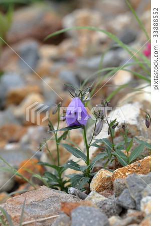 Hotarubukuro Tsuriganeso 33888552