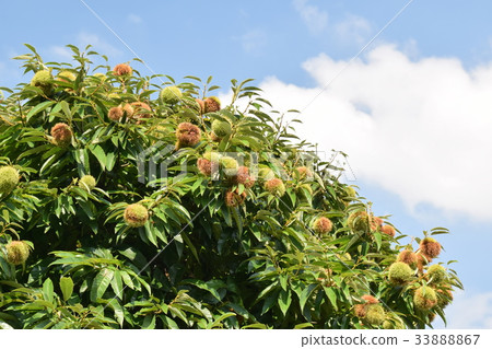 Chestnut Tree 33888867