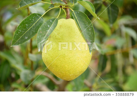 Pear Pear 33888879
