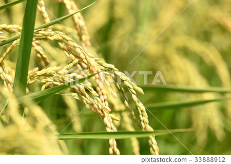 Inaho Rice Agriculture Inaho Rice Agriculture 33888912