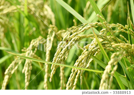 Inaho Rice Agriculture Inaho Rice Agriculture 33888913