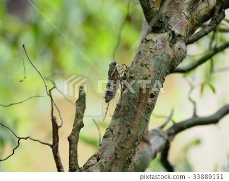 Tsukutsukubi 33889151