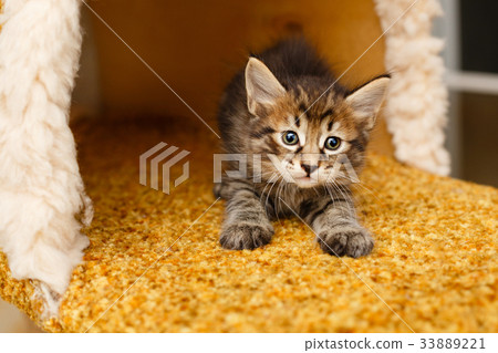 kitten kitten 33889221