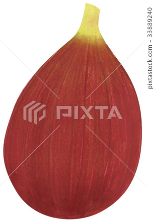 Hand drawn figs Hand drawn figs 33889240