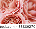 Rose flowers 33889270