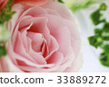 Rose flowers 33889272