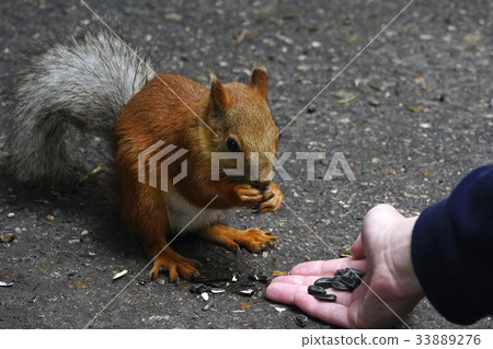 Squirrel sits on a path in the park. Close-up. Squirrel sits on a path in the park. Close-up. 33889276