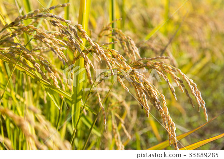 Autumn sunshine and ripe rice field 33889285