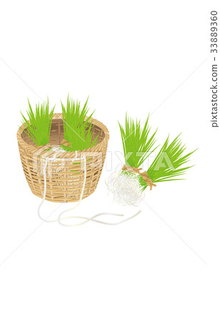 Spring pattern rice planting - Stock Illustration [33889360] - PIXTA