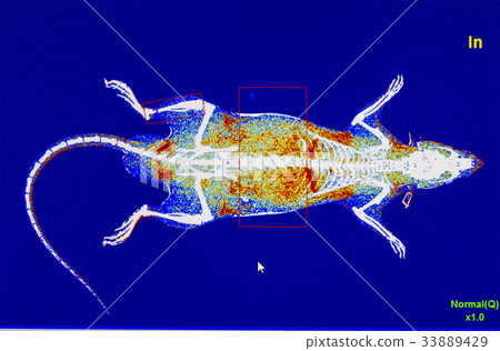 Digital image of animal x-ray software 33889429