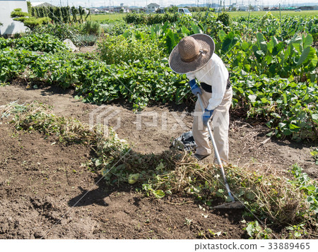 農業，家庭花園圖像三角處理葡萄藤 33889465