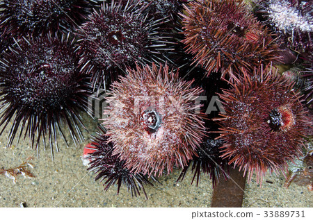 海膽 海膽 33889731