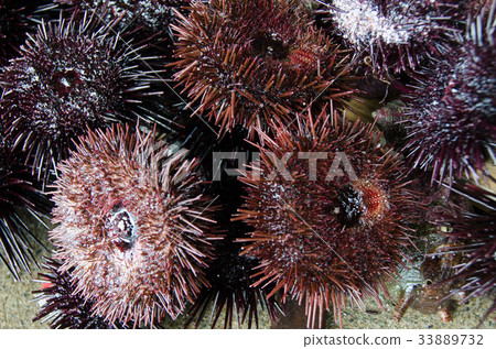 海膽 海膽 33889732