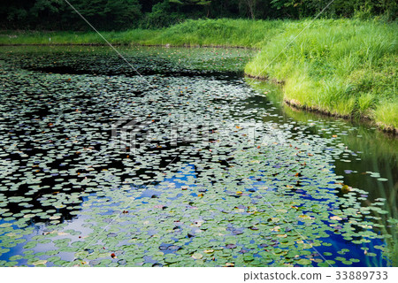 荷花池 33889733