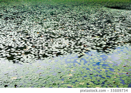荷花池 33889734