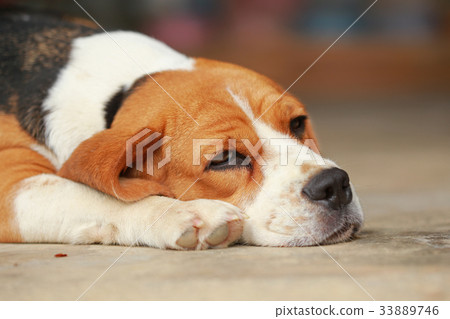 beagle dog Sleeping and take some rest  33889746
