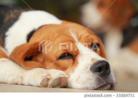 beagle dog Sleeping and take some rest  33889751