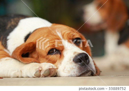 beagle dog Sleeping and take some rest beagle dog Sleeping and take some rest 33889752